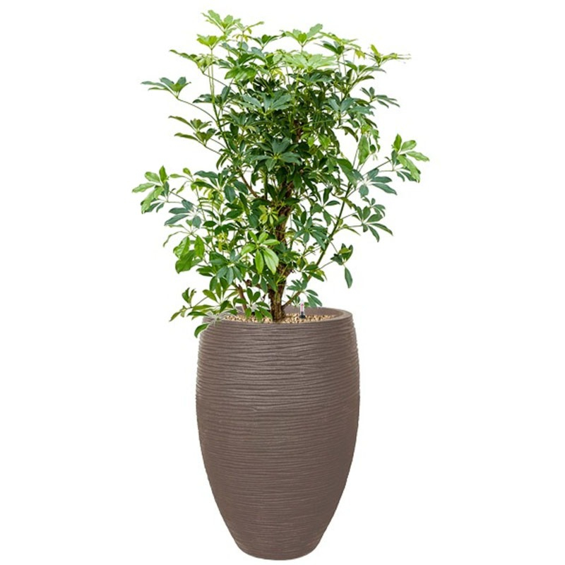 capi taupe met schefflera