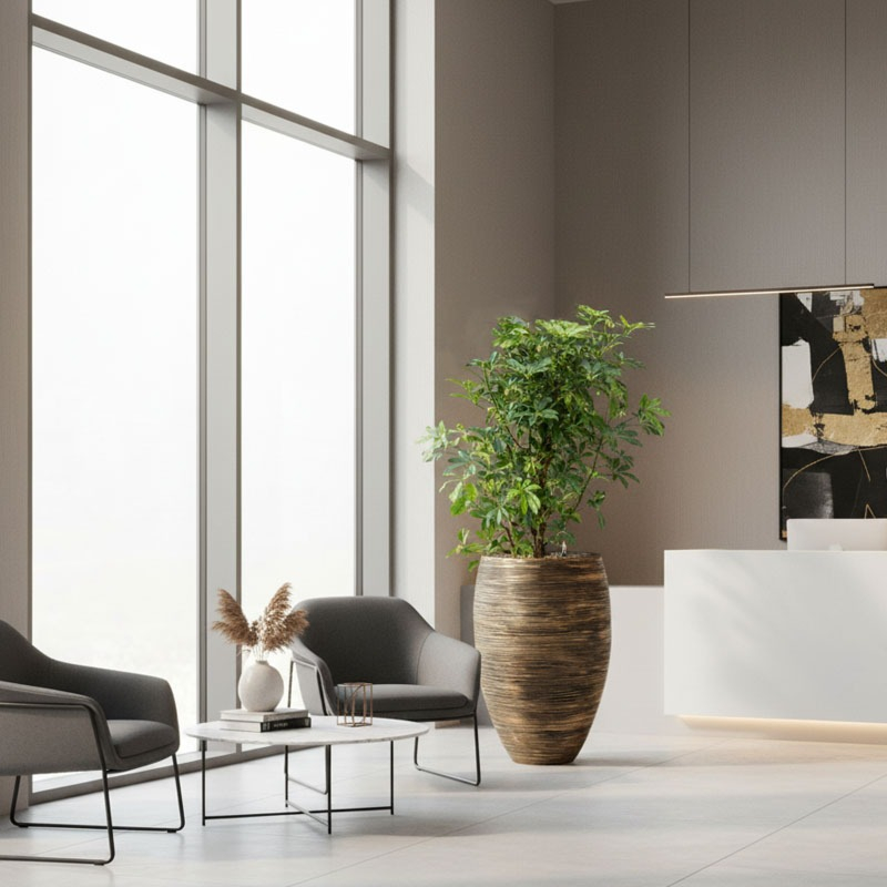 kamerplant schefflera kantoorbeplanting