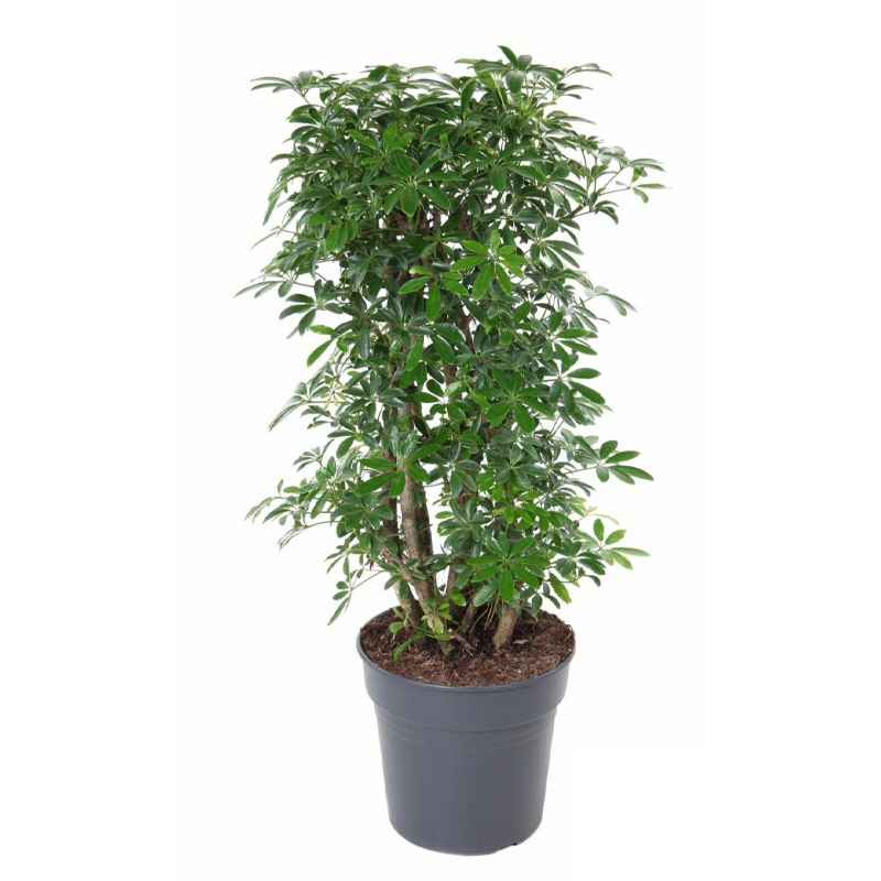 schefflera met kleine bladeren