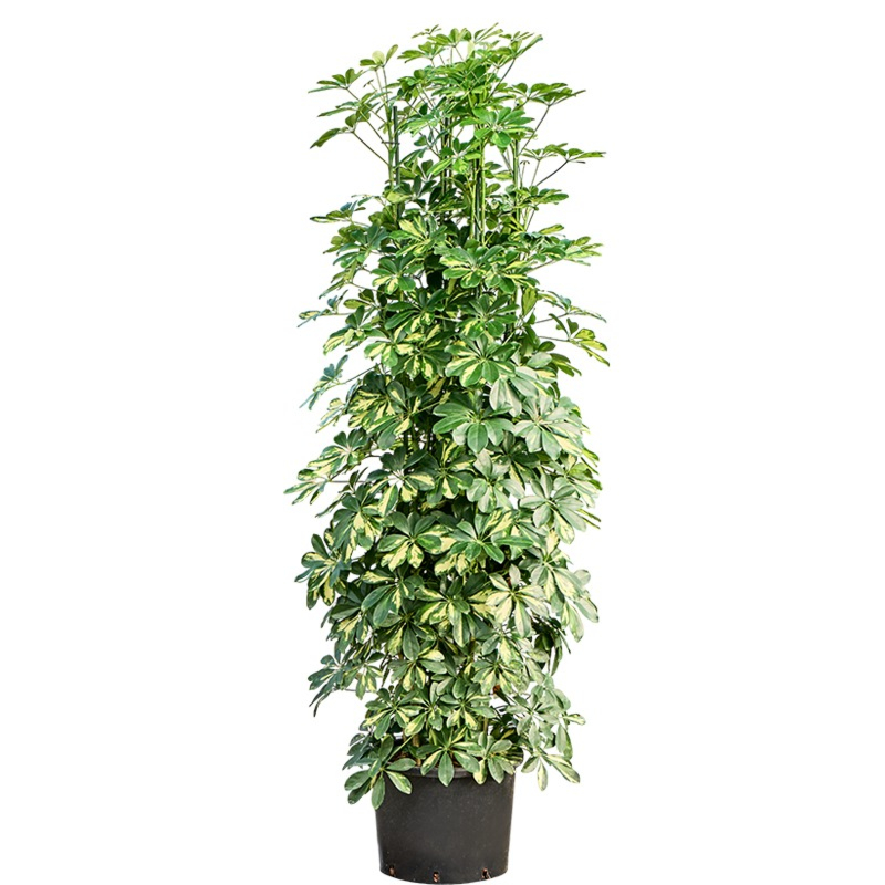 schefflera met geel groene bladeren