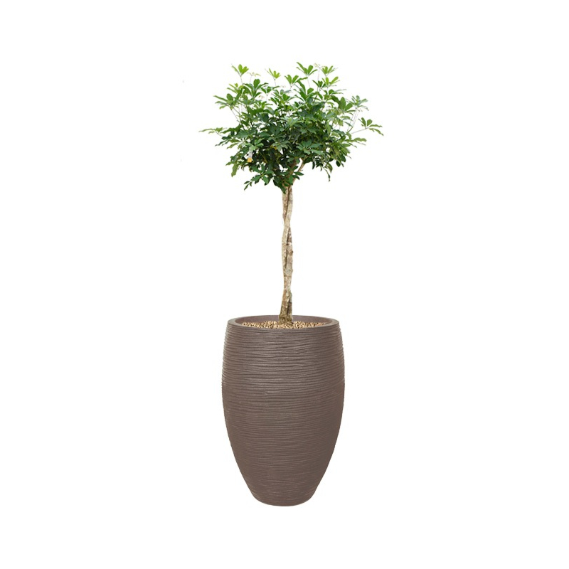 schefflera op stam capi taupe