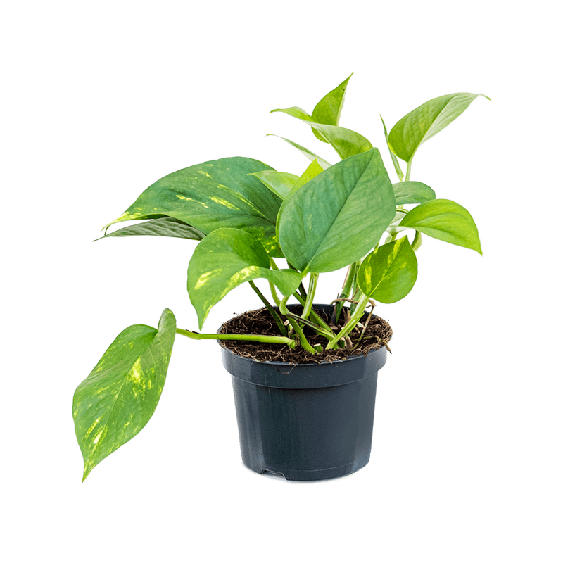 Scindapsus (Epipremnum) 'Aureum', goedkope kamerplant