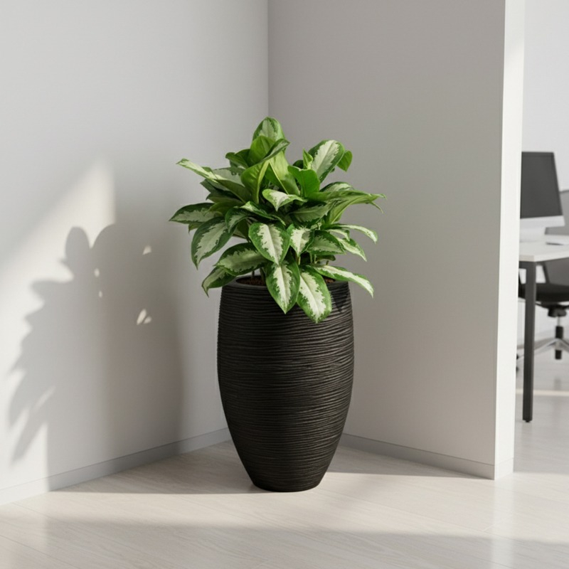 Voordeelpakket 10 kantoorplanten (4x/jaar water)