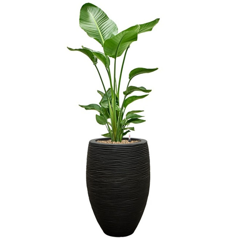 Grote kantoorplant Strelitzia