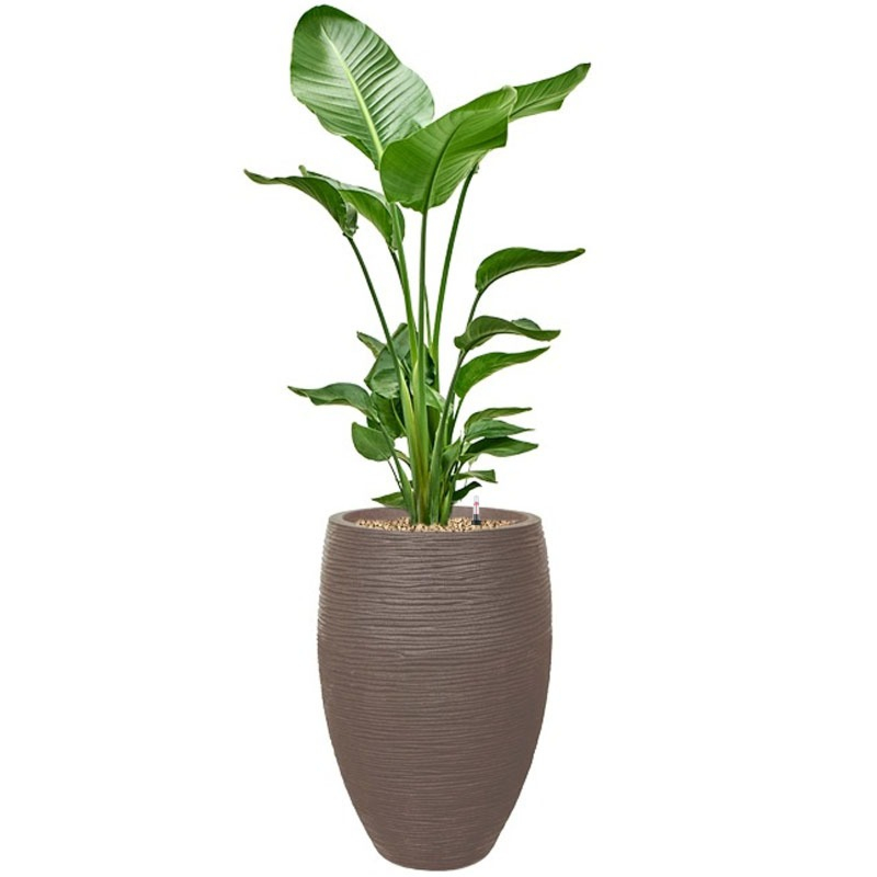 Grote Strelitzia kantoorplant in hoge pot