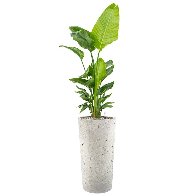 Strelitzia in hoge bloempot