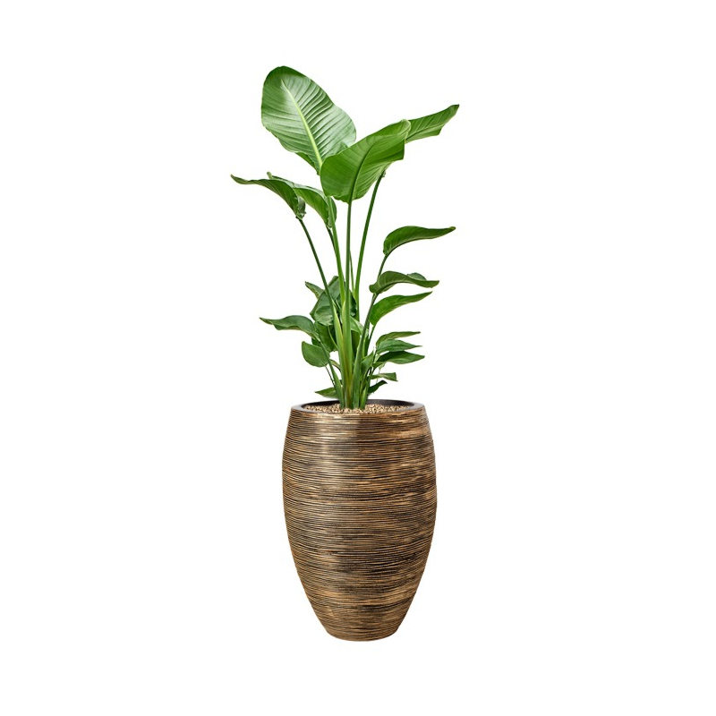 Strelitzia in capi grote capi pot goud 