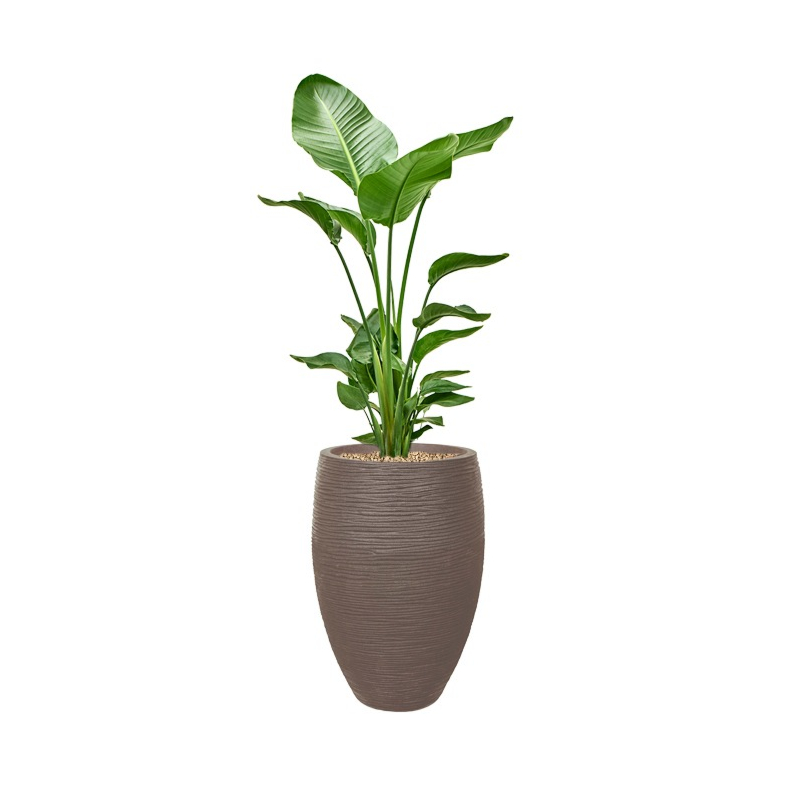 Strelitzia in capi grote capi pot taupe 