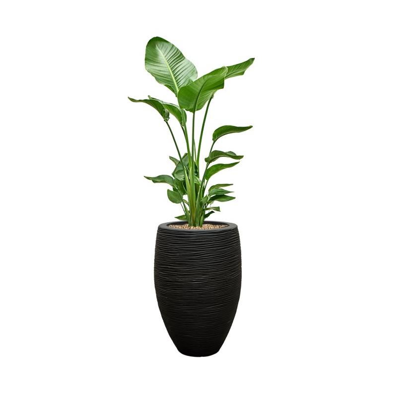 grote strelitzia in zwarte pot