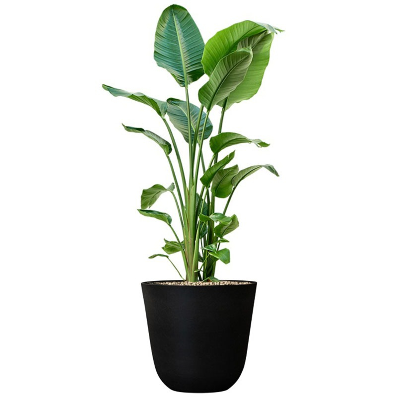 Strelitzia in zwarte pot 