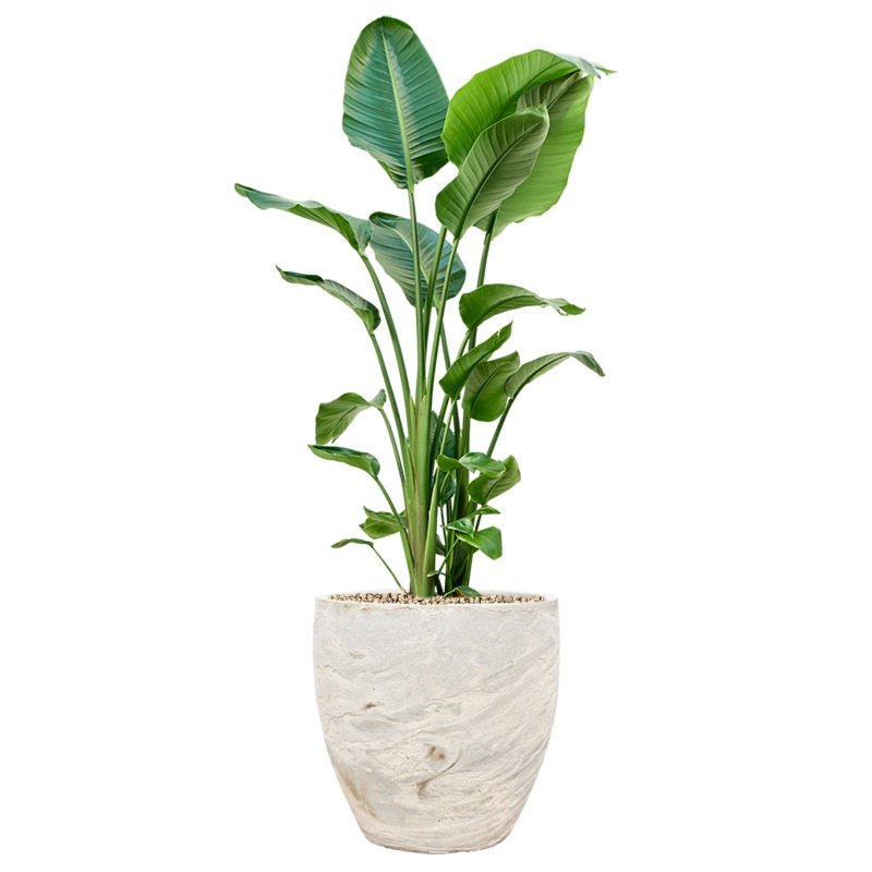 strelitzia met bloempot