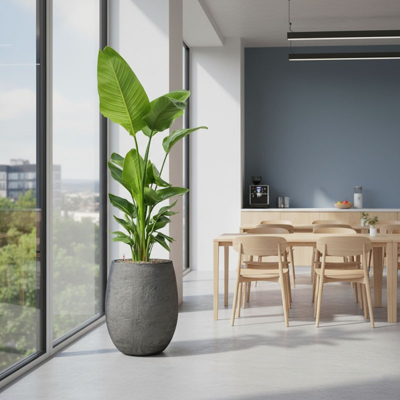 strelitzia kantoorbeplanting