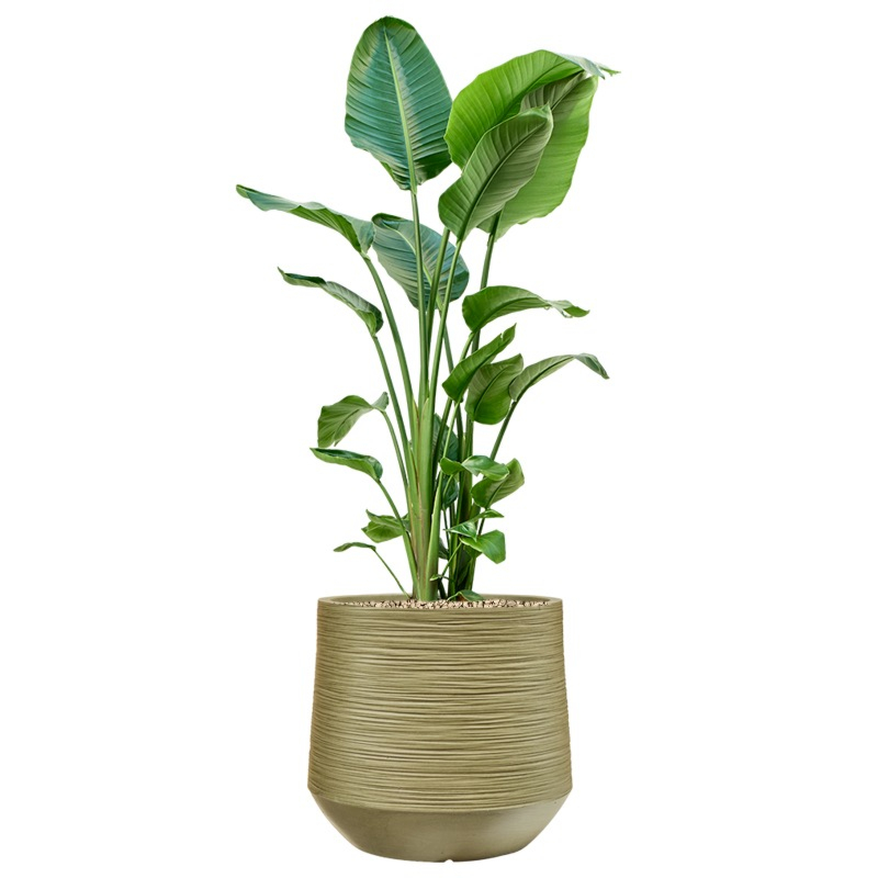 kantoorplant in pot