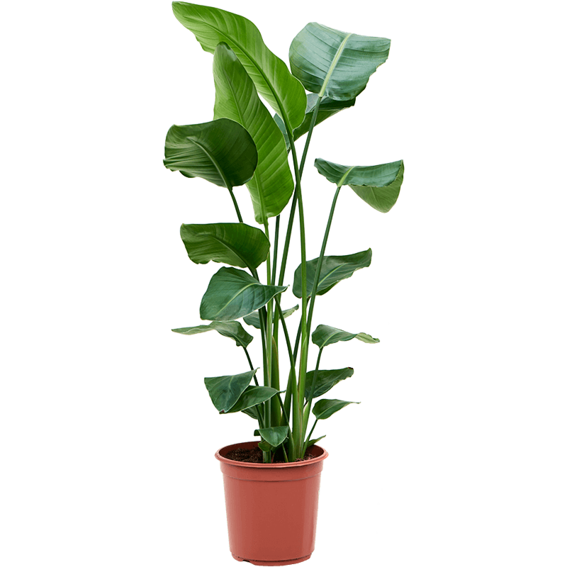 Strelitzia nicolai tropische palm