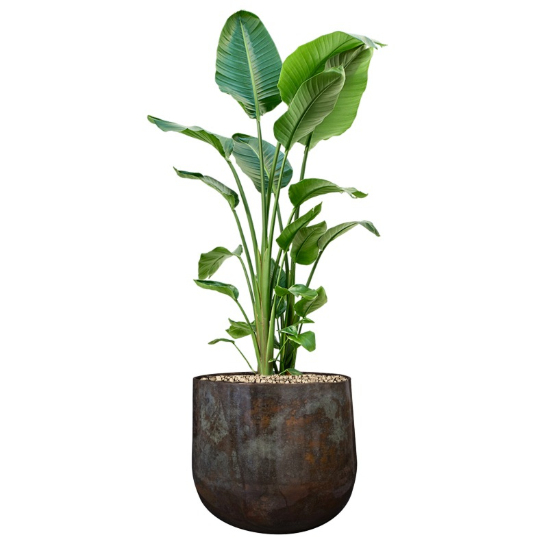 strelitzia in mooie pot