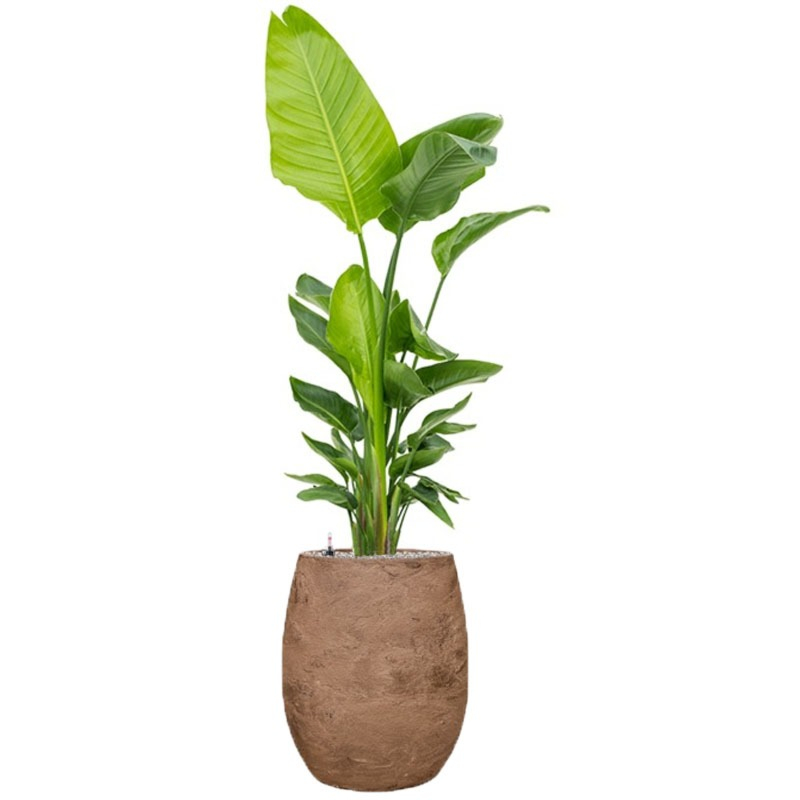 strelitzia weinig water in bruine pot