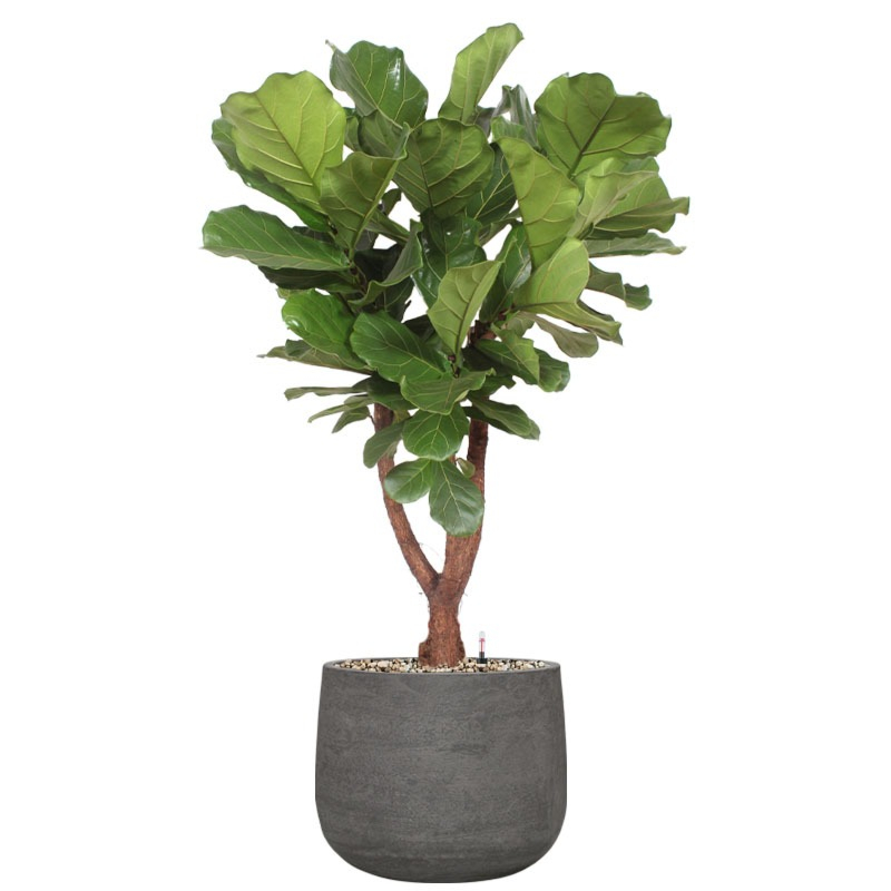 grote tabaksplant in antraciete pot