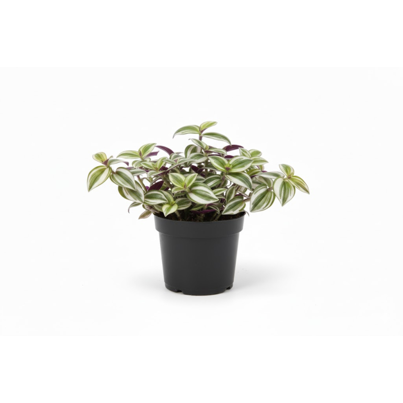 Goedkope kamerplant, Witbladige Tradescantia