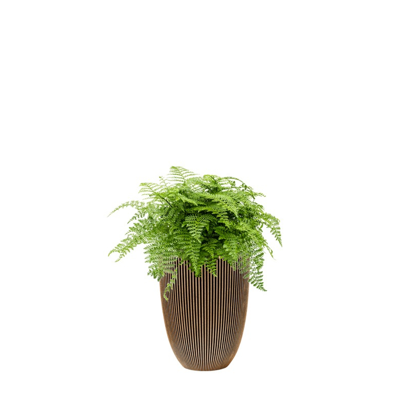 varen in capi plantenbak goud