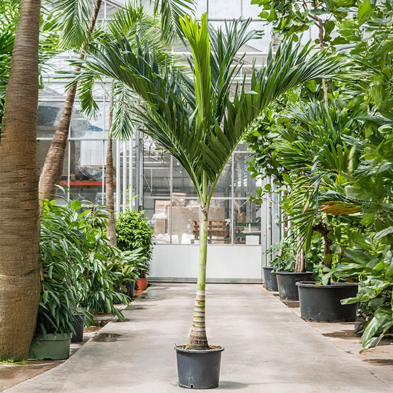 Veitchia Adonidia merrillii grote palm