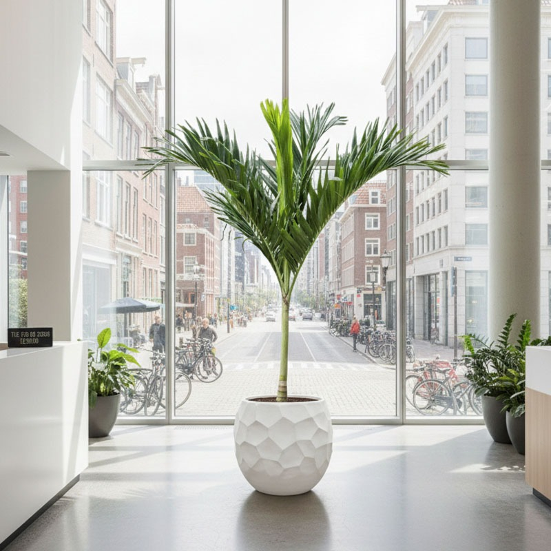 Veitchia Adonidia merrillii kantoorbeplanting