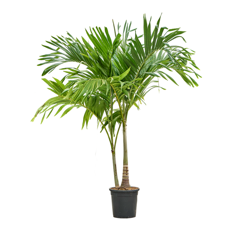 veitchia palm