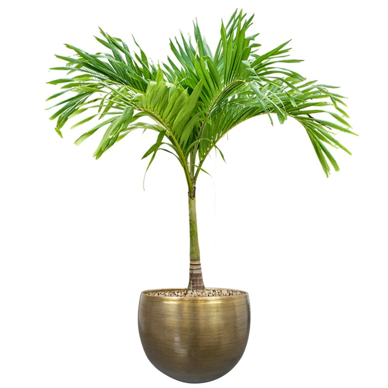 kantoor palm met bloempot