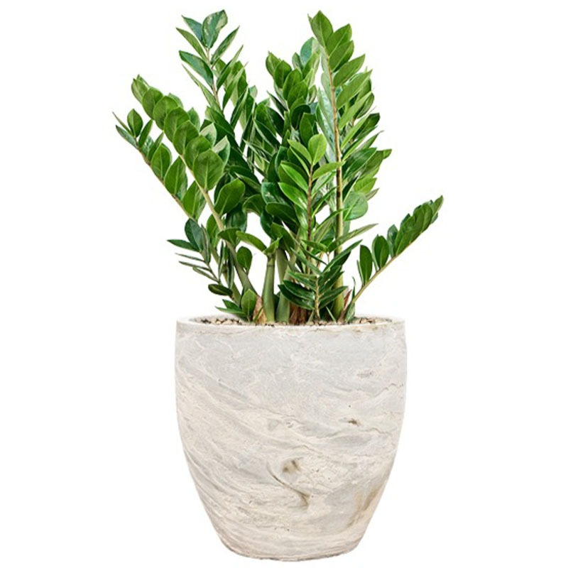 witte pot met zamioculcas