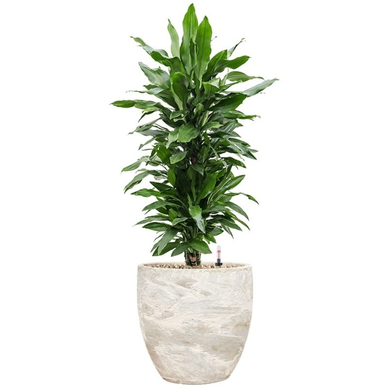 witte steenpot met dracaena voor kantoor