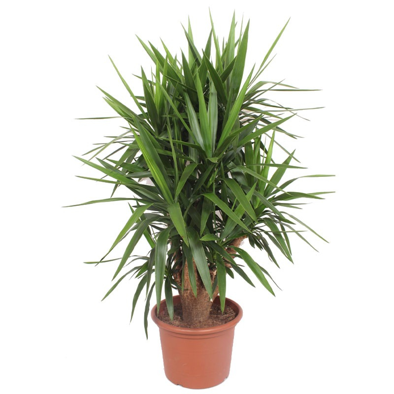 Yucca elephantipes grote plant met stam