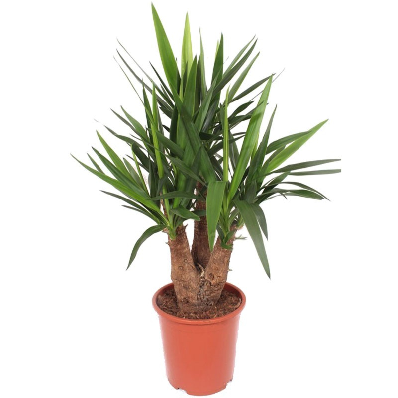 Yucca elephantipes palm plant