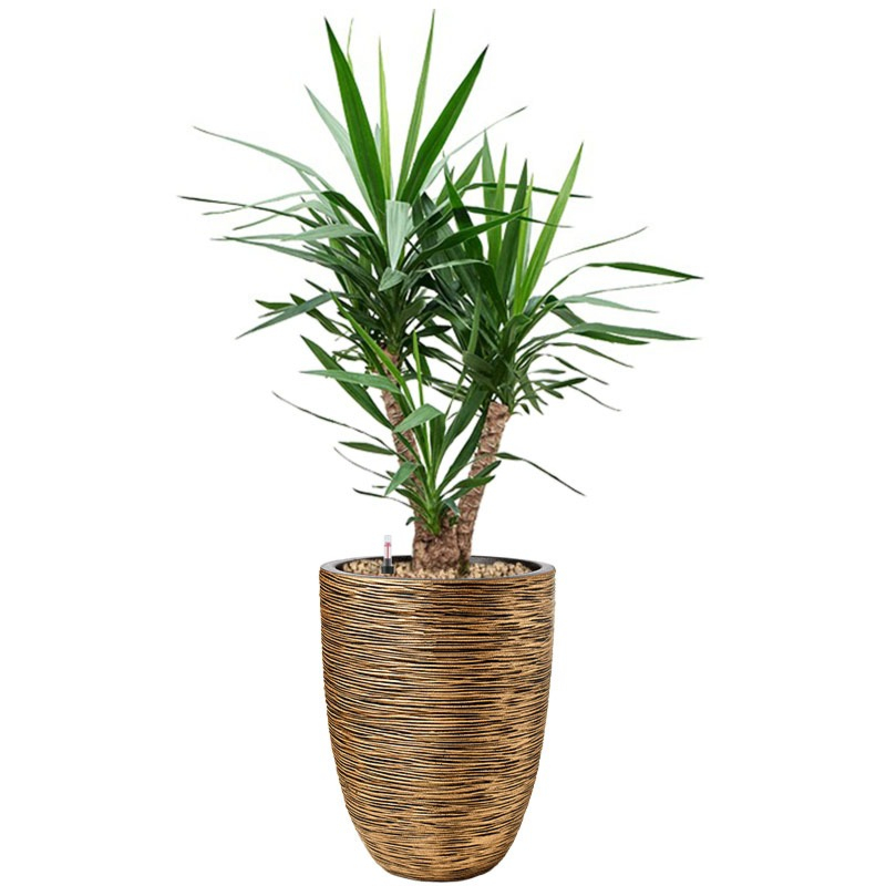 yucca in capi pot goud