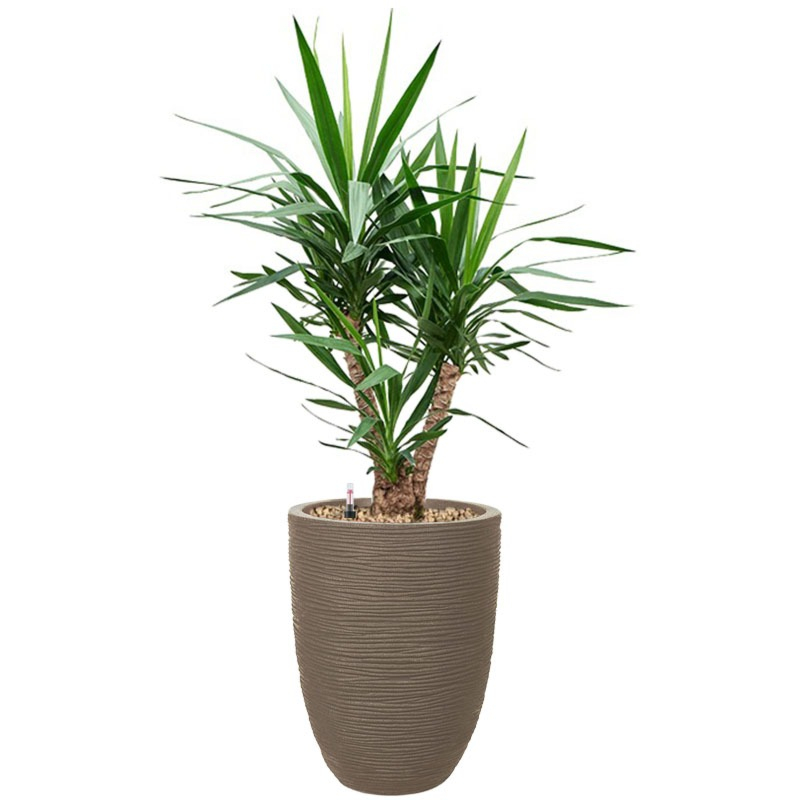 yucca in capi pot taupe