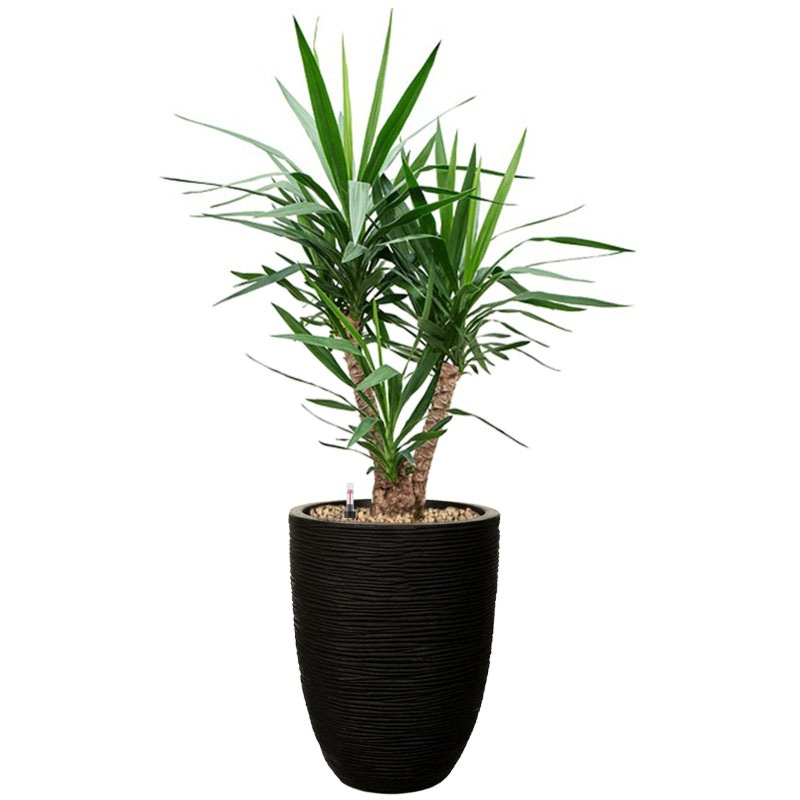 yucca in capi pot zwart
