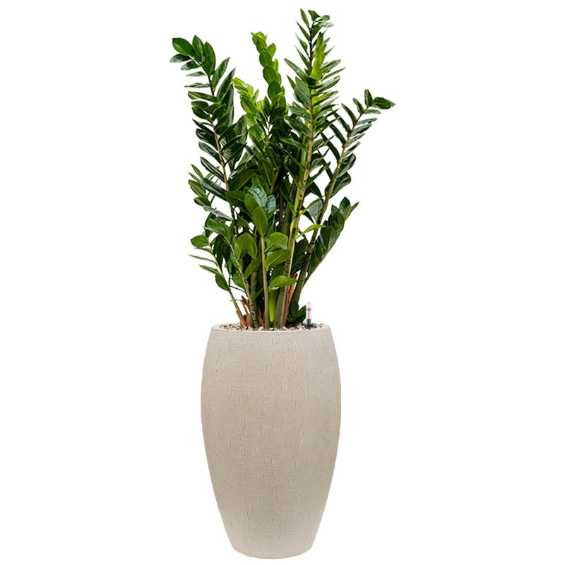 Zamioculcas in hoge pot