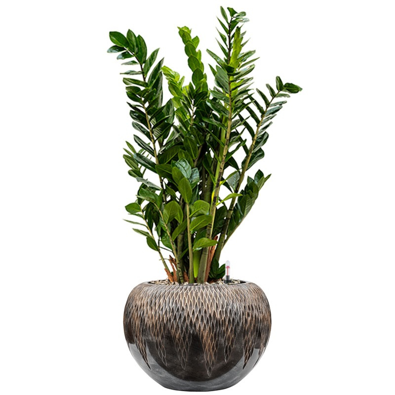 Zamioculcas in luxe bronzen pot