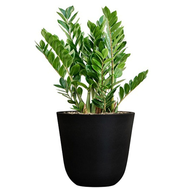 zwarte pot met zamioculcas