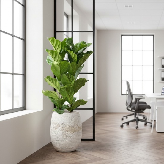 grote kantoorplant in witte pot