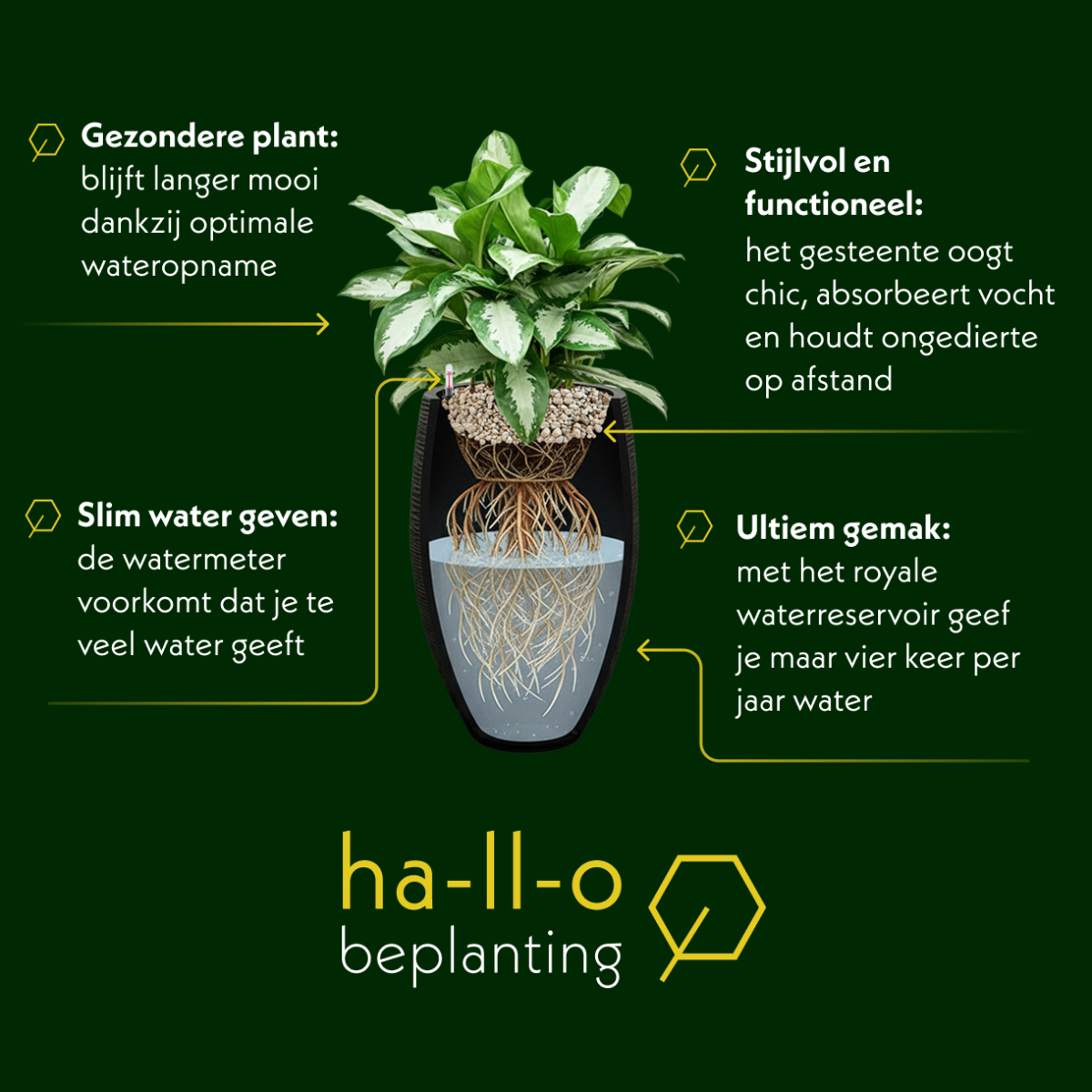 kantoorbeplanting weinig water infographic