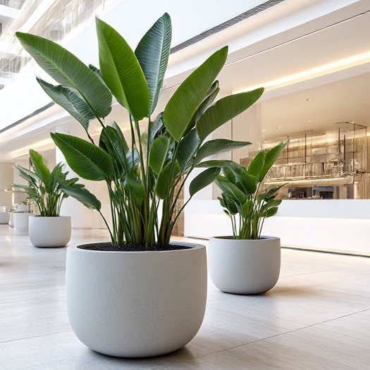 Grote Strelitzia's in witte plantenbakken. Grote Strelitzia's in witte plantenbakken.