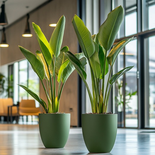Strelitzia in centrale hal met groene bloempot. Strelitzia in centrale hal met groene bloempot.