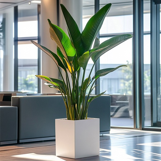 Strelitzia met grote bladeren in een vierkante plantenbak. Strelitzia met grote bladeren in een vierkante plantenbak.