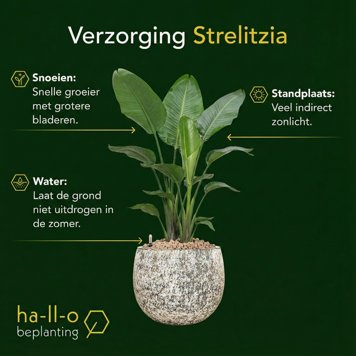 strelitzia verzorging strelitzia verzorging