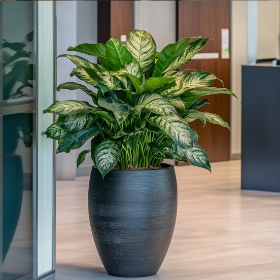 Kantoorplant Aglaonema in zwarte pot. Kantoorplant Aglaonema in zwarte pot.