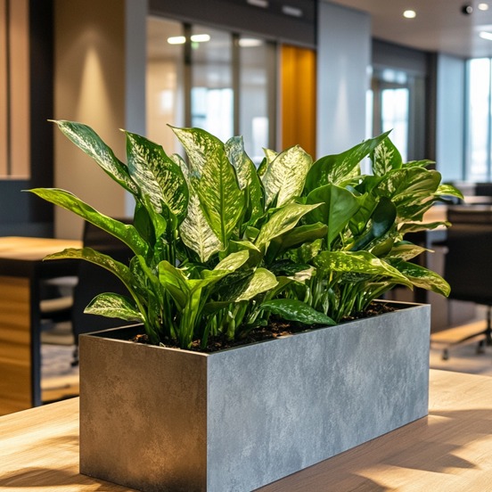 Aglaonema in rechthoekige plantenbak Aglaonema in rechthoekige plantenbak