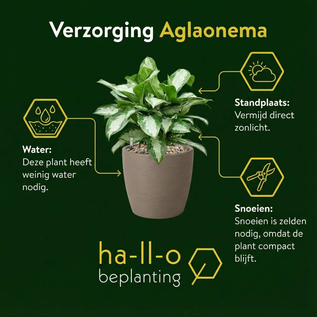 Aglaonema verzorging Aglaonema verzorging