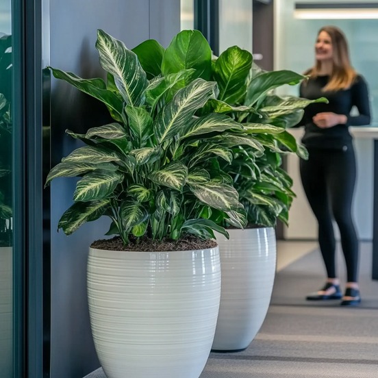 Grote Aglaonema op kantoor. Grote Aglaonema op kantoor.