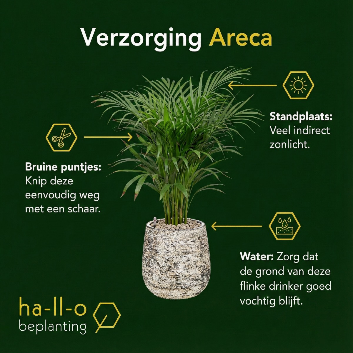 verzorging areca goudpalm verzorging areca goudpalm