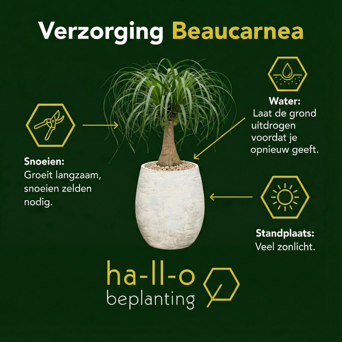 beaucarnea verzorging beaucarnea verzorging