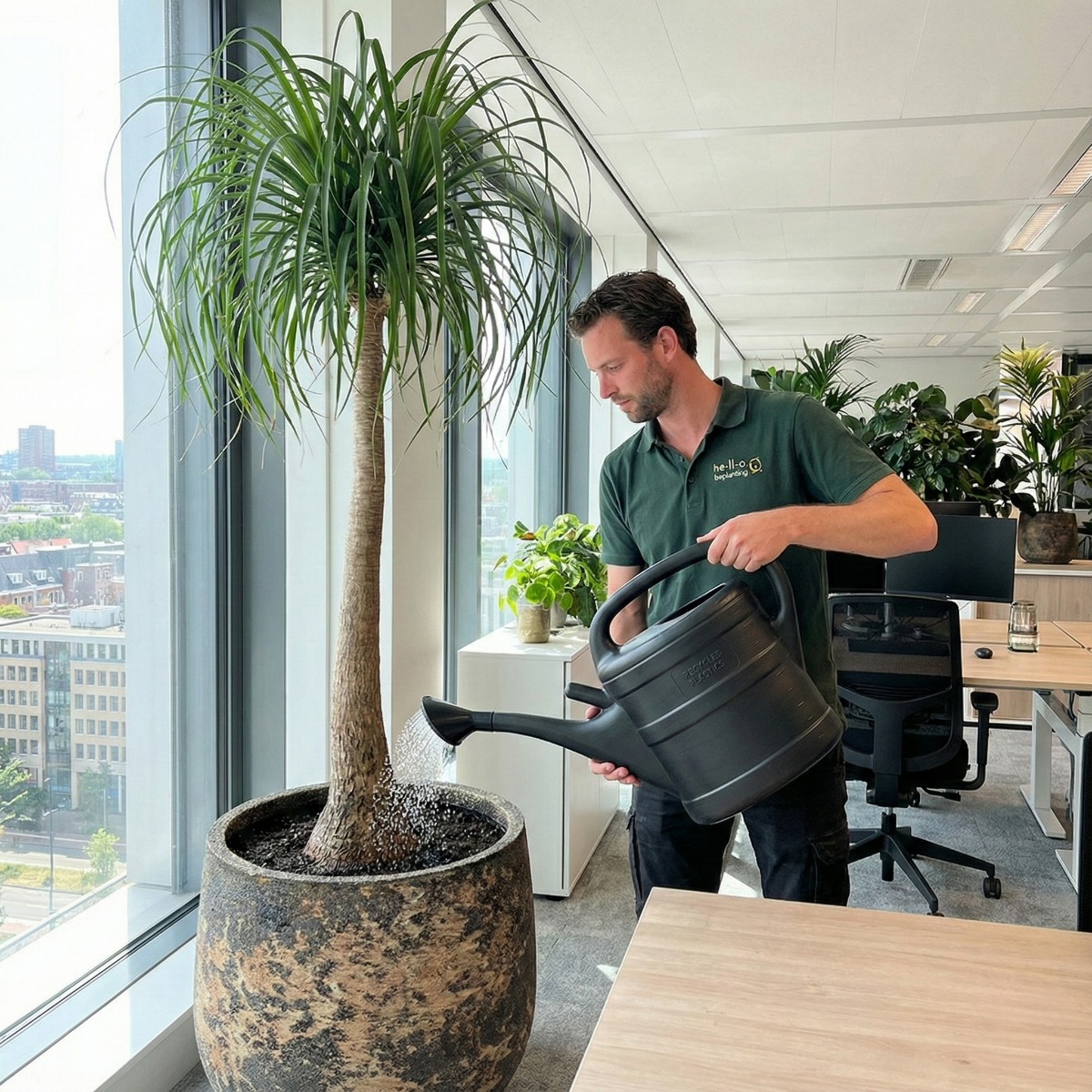 beaucarnea water geven beaucarnea water geven